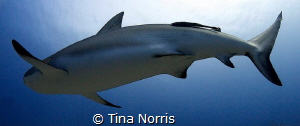 Reef Shark, Roatan by Tina Norris 